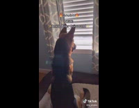 German shepherd barks in different pitches