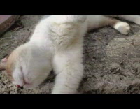 Brown white cat rolls around ground outside 