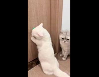 Cat rubs face on catnip on wall