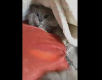 Girl lifts white blanket grey cat underneath 