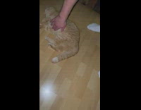 Orange cat gets pushed slide on floor