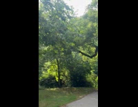 Collab WINY - Man giving haircut at park