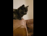 Grey cat brown couch cushion blinks eyes