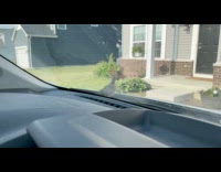 Bird on windshield shooed by the man