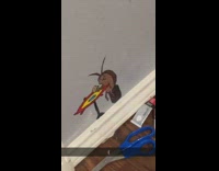 Girl paints spongebob cockroach on wall mom disappointed