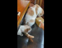 Two cats cardboard box toy cat chair