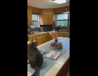 Chubby cat caught strumming rubber band 