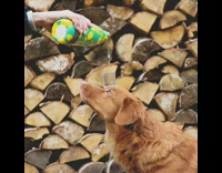 brown dog balances cup of water being poured on his head 
