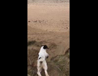 Dog chases after seashell on the beach and scorpions down a ledge into the sand