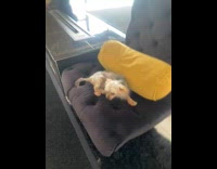 Dog on chair wag tail yellow pillow