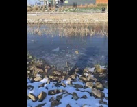Collab DailyDoseOfInternet - Guy throws rock at frozen pond