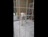 Angry young lamb stomp loudly inside cage