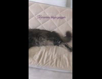 Cat lays on its side quilted couch 