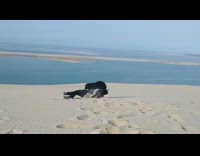 Pet dog rescues owner on a roll at the desert