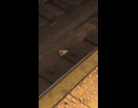 Rat drags pizza slice down subway train tracks