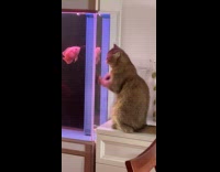 Cat continuously wipes glass of fish tank