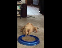 Collab Clips MPUGC - Cat playing while laying upside down