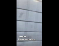 Dildo found on station steps 