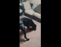 Black dog struggle to pick up disc