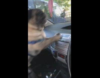 Dog scared by windshield wipers leaves