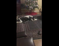 Dog asleep twitch and barks near Christmas Tree