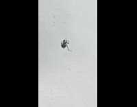 Spider rolls a web on a small bug in midair