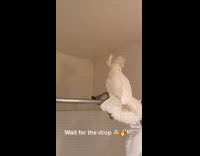 White bird headbangs on shower rod