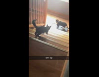 Pet cat walks down the stairs and pounces on another cat