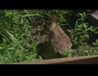 Rabbit got scared jump leave babies behind