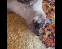 Cat sleeps on back orange rug teeth