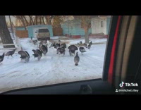 Group pack of turkeys driveway