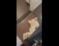 Mans dog blocks door and could not get in 