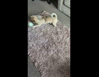 Dog pays with small balloon around house