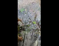 Collab VIBES - Brown puppy dog missteps falls into lake 