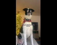 Dog confused with life 360 sound 