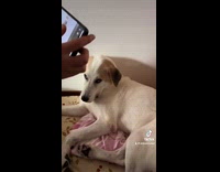 Man takes pictures of dog angle from snout