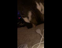 Cat lay on top of subwoofer