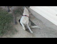 Dogs dug hole beside house 