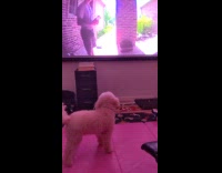 Dog loves to watch DDOI on tv
