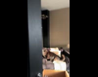 Cat helps man catch bird inside house