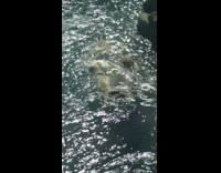 Animal lay on back swim float pool