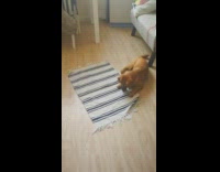 brown dog playing with blueberries on floor