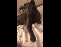 Grey cat meows mad at girl pineapple 