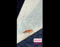 Woman grabs drink with cockroach inside glass
