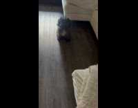 Collab Clips MPUGC - Dog responds to Spanish commands 