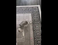 Cat chases red laser around grey rug 