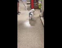 White puppy dog wears grey harness wrong 