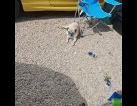 Pug dog lays down with blue pacifier 