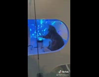 Cat plays with LED disco lights 