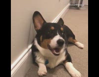 Corgi Gets Chased Around House By Dubstep Music